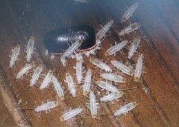 알에서깨어난 바퀴